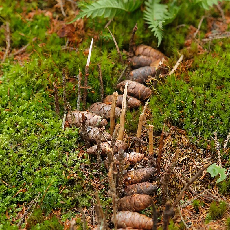 Fairy garden 8
